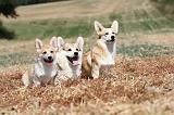 CORGI PEMBROKE 233